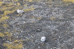 Larus argentatus