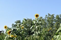 Girasoli