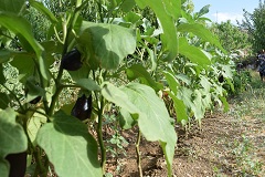 Melanzane