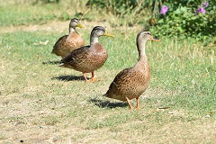 A passeggio sulla Yonne