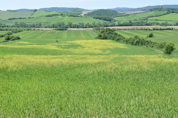 Dintorni, Panorama