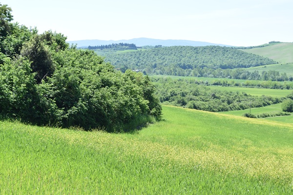 Dintorni, Panorama