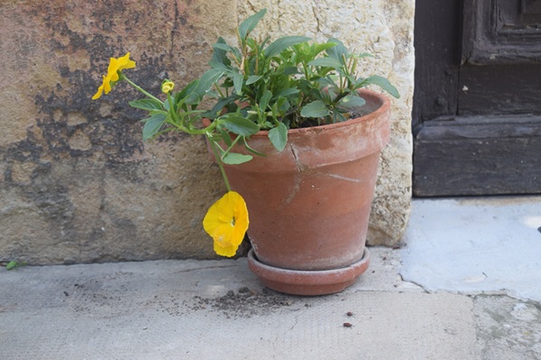 Il vaso