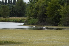 Charente, cigni