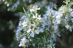 Fiori del rosmarino