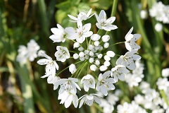 Aglio napoletano