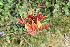 Le prime foglie