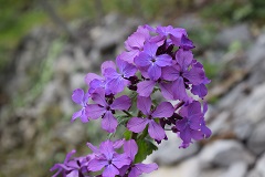 Viola matronale