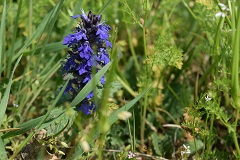 Delphinium