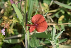 Cicerchia cicerchiella