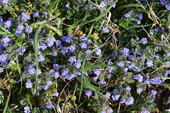 Fiori azzurri non identificati